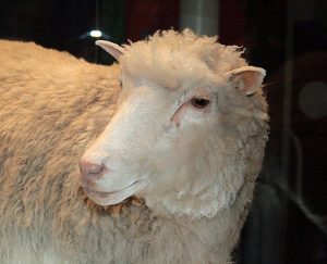 Dolly_face_closeup