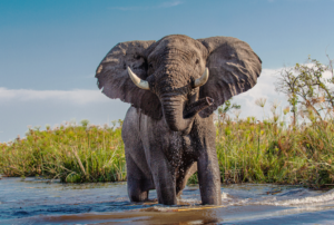 2022-03-03 12_00_13-african-elephant-4999036-pixabay - Windows-Fotoanzeige
