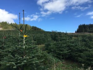 Nachhaltiger-Weihnachtsbaum-forstpraxis