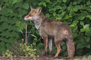 Fuchs