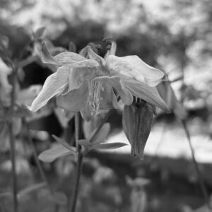 FeierabendBlume